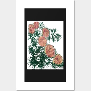 Birthday Candlestick Banksia. a 4 colour reduction linocut by Geoff Hargraves Posters and Art
